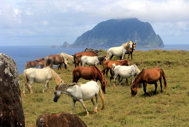 Semi-Wild Horses on Itbayat, Batanes