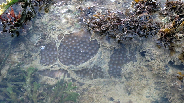 Moon coral (Diploastrea heliopora) producing slime