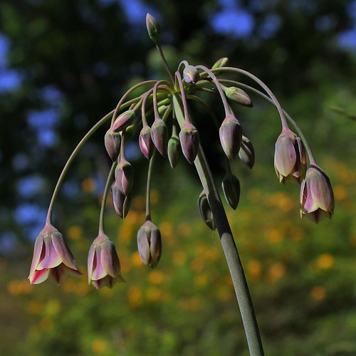 Allium siculum subsp. dioscoridis (= Allium bulgaricum) - ail de Bulgarie 27755274837_d122015e65