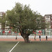 A several hundred years old tree in the middle of a soccer field
