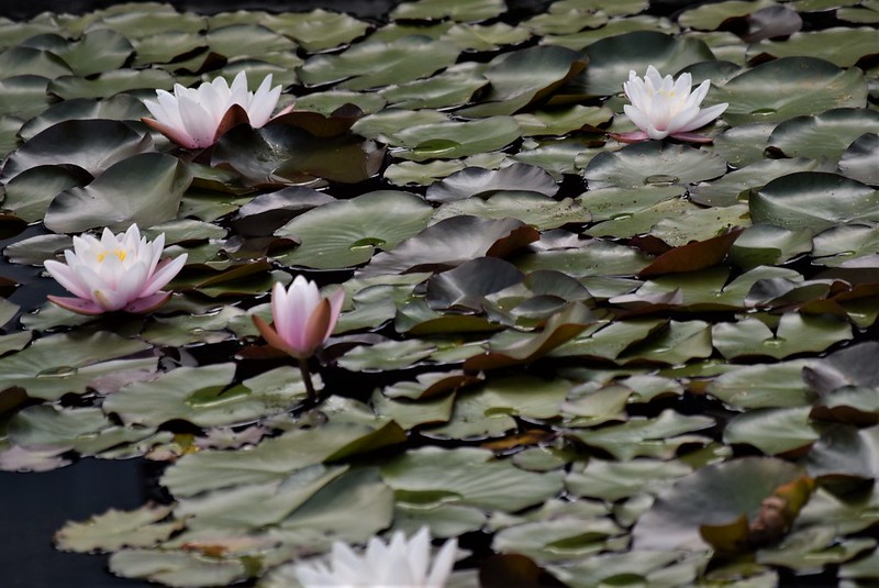 Water Lillies 08.06 (1)