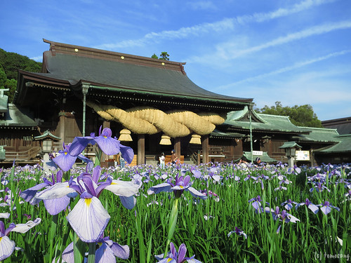 Japanese Iris Flower Festival 2018