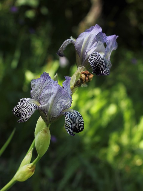Iris variegata var. reginae (= Iris reginae) - Horvat 1947 40881172630_3ea4dabd9b_z