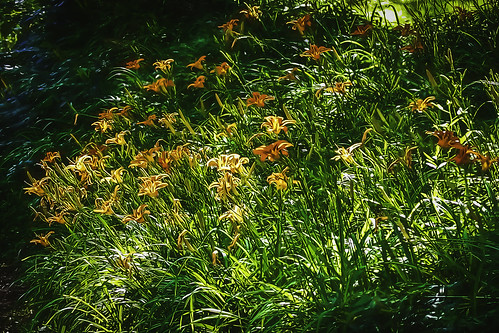 orange flower orangeflower daylily daylilies bellesouthstudio beauty wildflower green leaves plants nature landscape rebeccacook