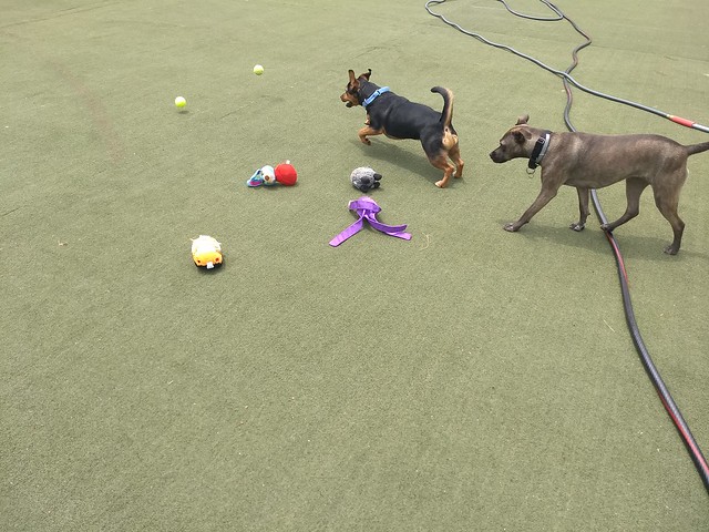 05/29/18 Squeaky Toy Play :D