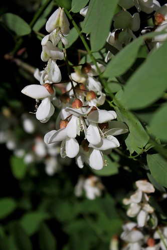 Robinia pseudoacacia - robinier faux acacia  28937940518_a24004f225