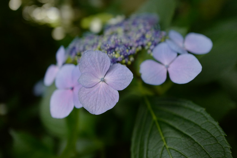 Leica Q日比谷公園の紫陽花