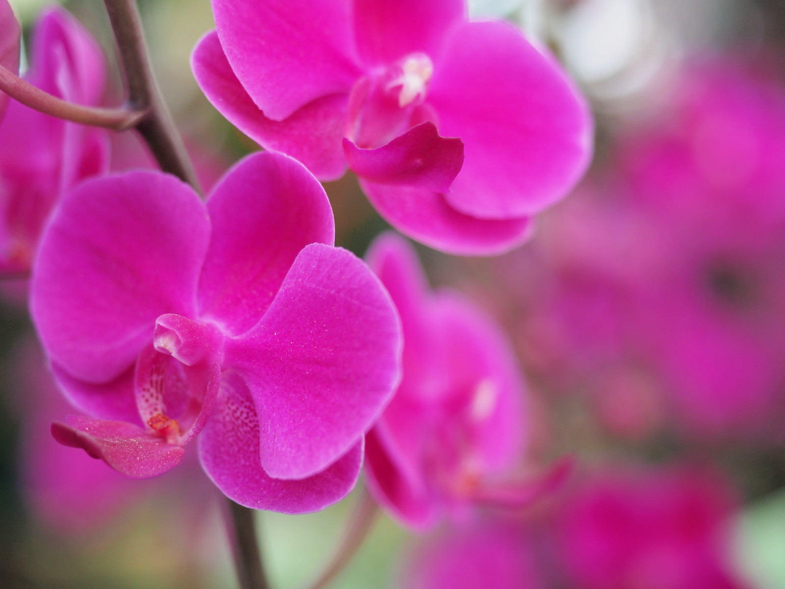 Moth orchid is the common name for the phalaenopsis orchid