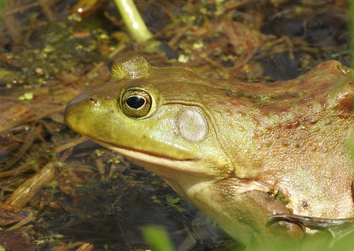 hillmanmarsh leamington frog