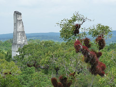 Tikal: Mayské pyramidy a džungle, kam až oko dohlédne (1. díl)