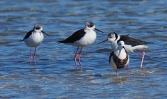 Stilts (one Banded with  3 young Pied)