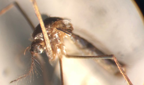 Wyeomyia smithii detail; Smithsonian National Mosquito Collection