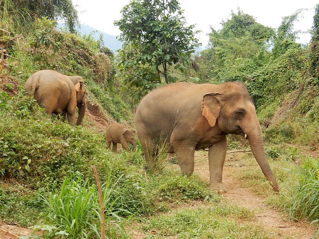Chiang Mai, un día entre elefantes - FIN DE AÑO EN EL NORTE DE TAILANDIA (13)