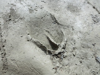 zoccolid i capriolo sul fiume
