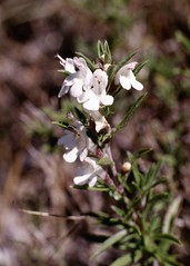 Romarin officinal (Rosmarinus officinalis, lamiacée) - Photo of Beuil