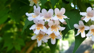 Beauty Bush (Linnaea amabilis) in bloom