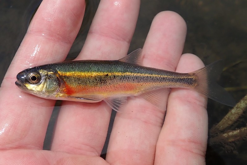 Idaho species fishing, mostly natives - Micro Fishing - NANFA Forum