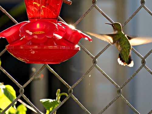 bird hummingbird feeder sunset blurr wings fence inexplore
