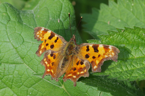 nature wild wildlife fendraytonlakes cambridgeshire butterfly comma polygoniacalbum