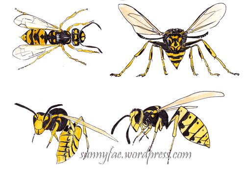 sketches of wasps