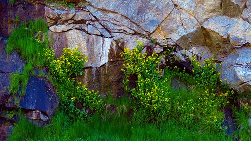 clearwaterriver lewistonidaho orofinoidaho unitedstates flowers waterfall rocks stone granite greengrass