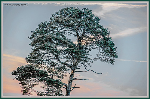 tree wales sunset