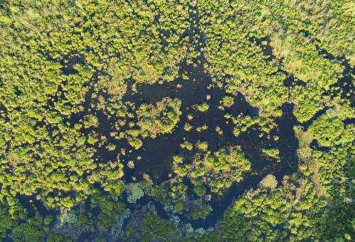 swamp habitat environment life nature landscape lakecomo fllt fingerlakelandtrust evening summer beautiful peat wetlands plants rare birds 2018 drone aerial dji phantom4pro