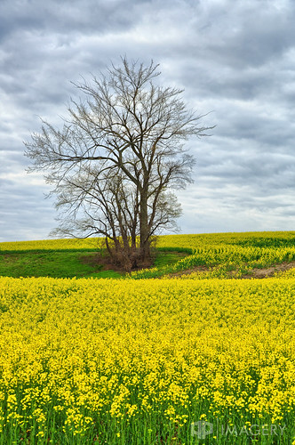landscape canola yellow utica farm rural hill sutherland field