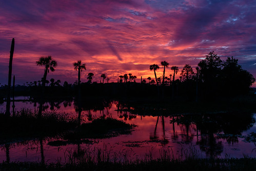 orlandowetlandspark landscape sunrise florida palm trees palmtrees mhazephoto