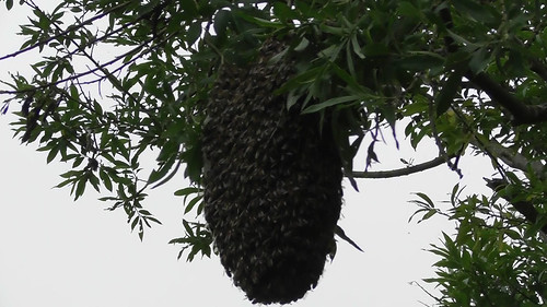 bee swarm June 18 1