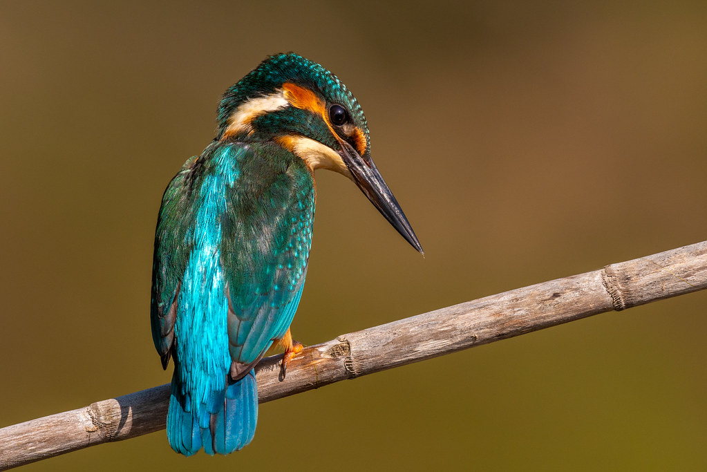Male Common Kingfisher - Guarda Rios Macho - Alcedo atthis