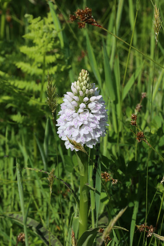 Heath Spotted Orchid Dactylorhiza maculata