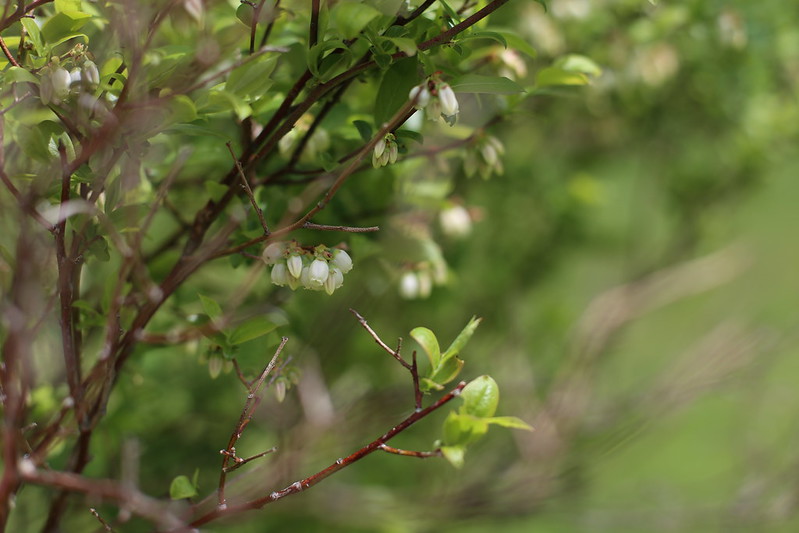 organic blueberry bushes