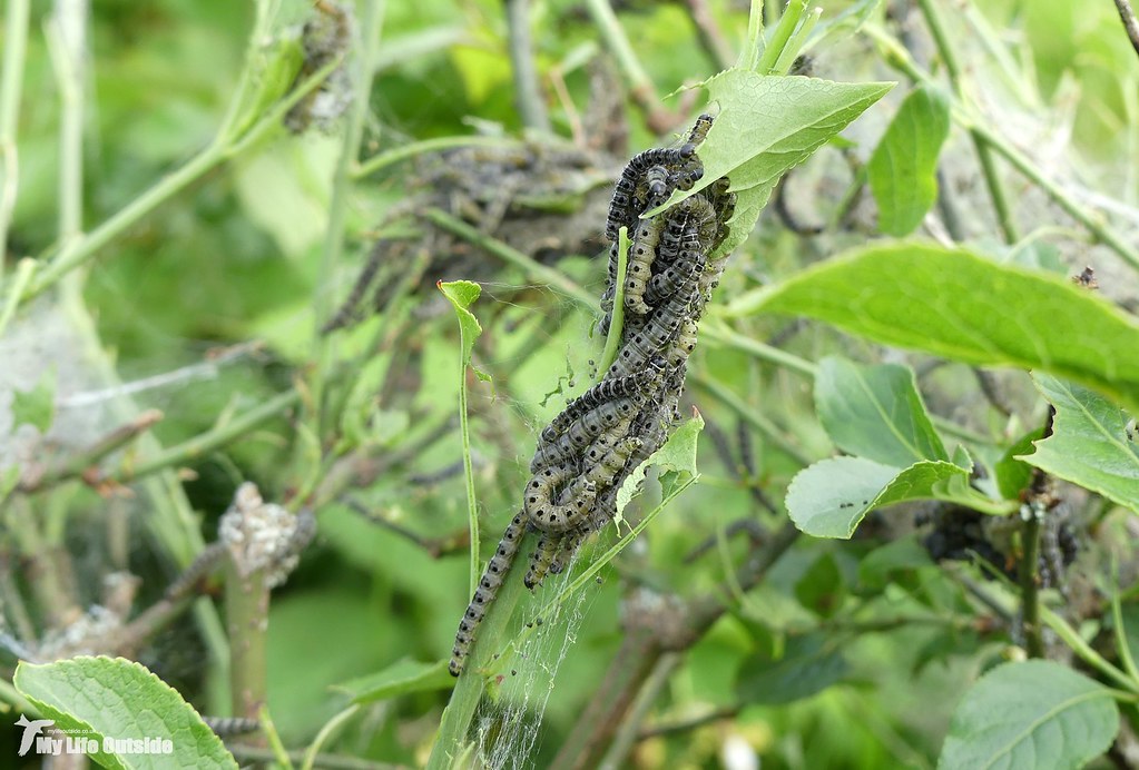 P1150547 - Orhcard Ermine Moth Caterpillars