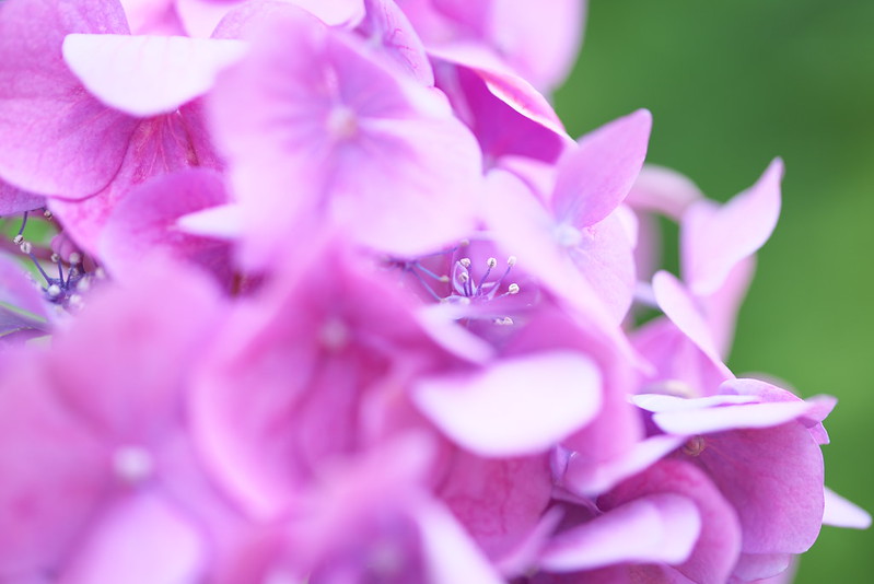 西日暮里 諏方神社の紫陽花