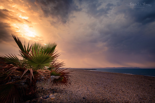 palm tree beach sunrise nikond750 tamron 1530 15mm landscape seascape