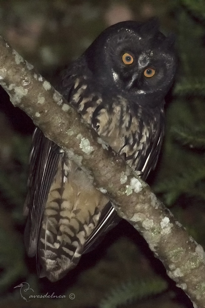 Lechuzón Negruzco (Stygian Owl) Asio stygius