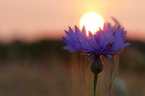 cornflower sunset macro venusberg lummen