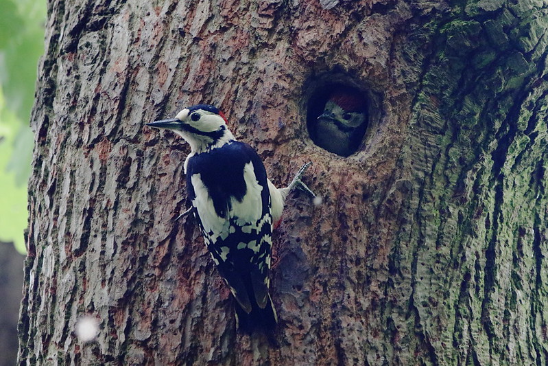 Male and juvenile Great Spotted Woodpecker