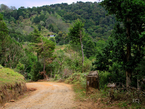 camino carretera caminata bosque vegetación deforestación naturaleza campo rural paisaje cableado cercado montaña colina pendiente ladera árboles edificio vivienda tronco