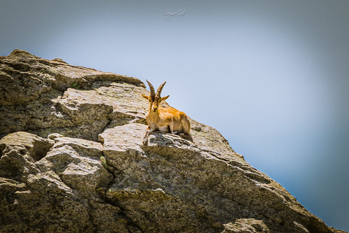 wild goat sky sunbathe animal mountain