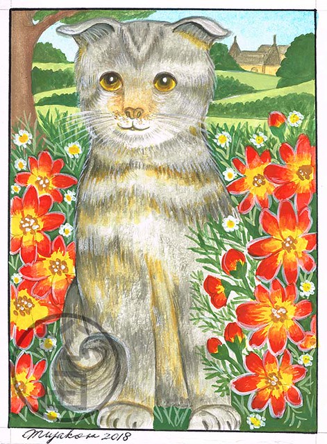 Scottishfold cat with bidens in the countryside