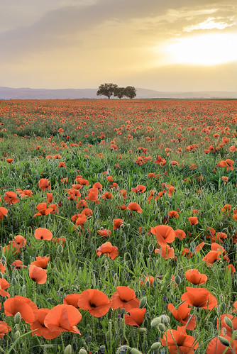 poppy poppies coquelicots sunset field champ