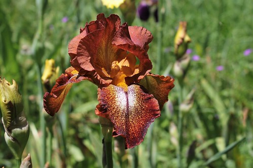 Iris 'Cayenne Capers' - James Gibson 1959 28515767618_220f8d04c2