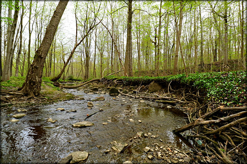 spring springtime flow creek brook stream forest tree trees londonontario darrellcolby