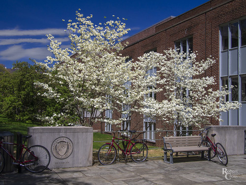 20mmf17panasonic em5 middletennessee nashville omd olympus south tn tennessee vanderbilt vanderbiltlawschool architecture bench bicycle bloom bluesky brick building campus clouds college dogwood fence flowers landscape spring trees university wall