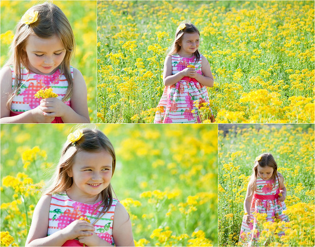Ky Yellow Flower Field