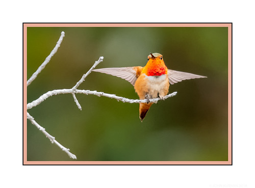 santacruz california ucsc arboretum allens hummingbird