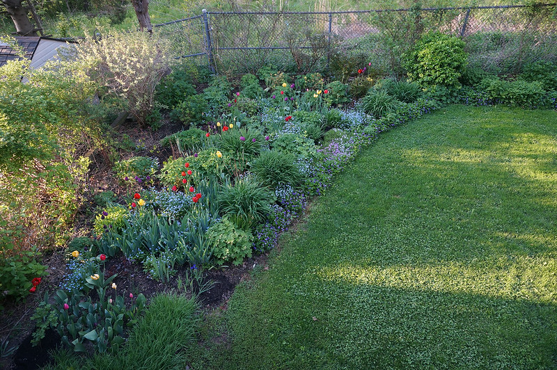 garden in May 2018-02