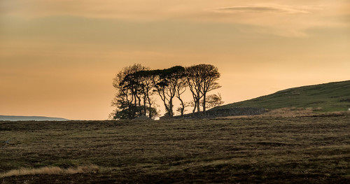 trees silhouette yorkshire moors dales